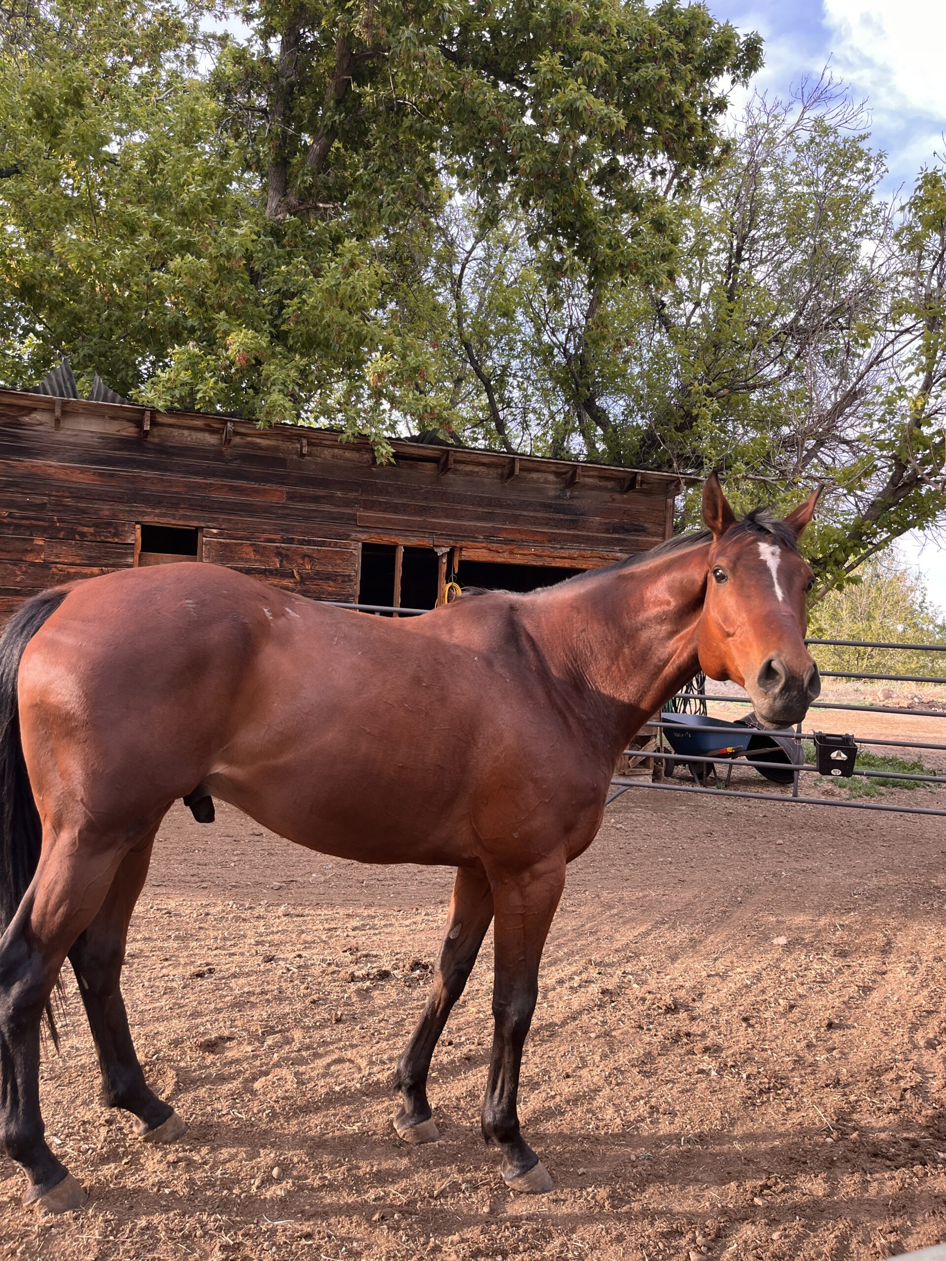 Upton, adoptable and rideable