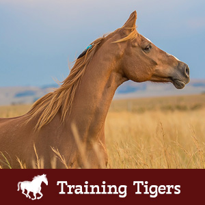 Donate to Training Tigers at The HPL