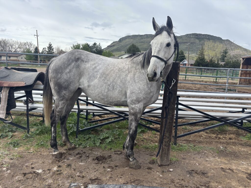 Pepper