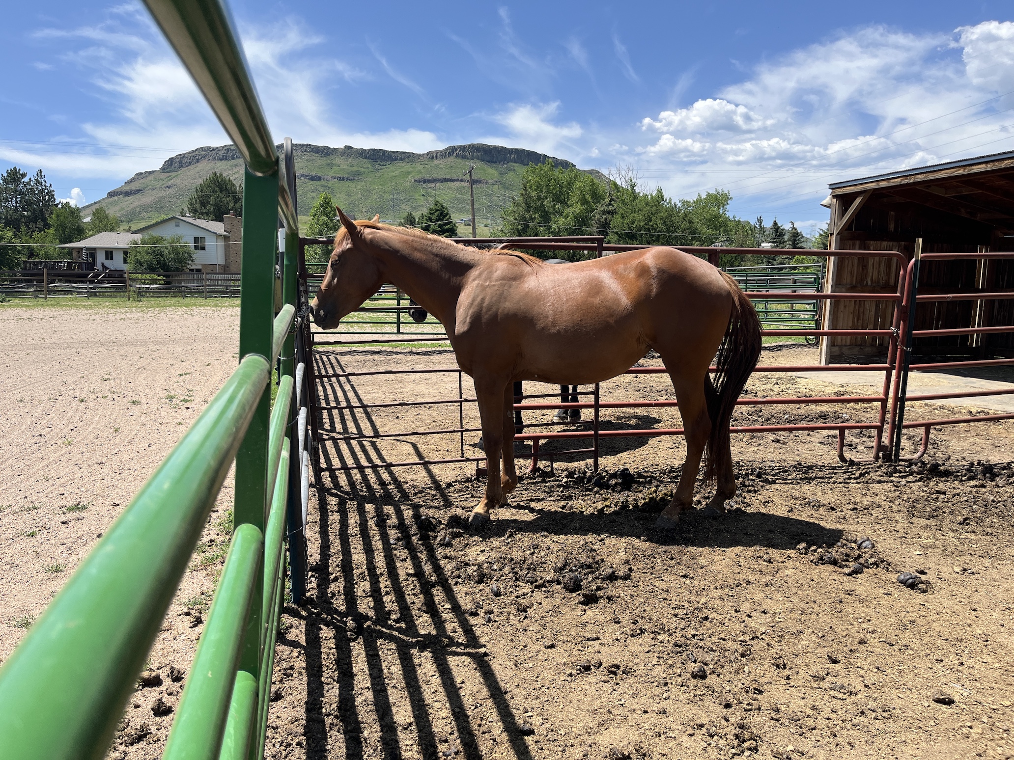 Adoptable horse Laura Lee
