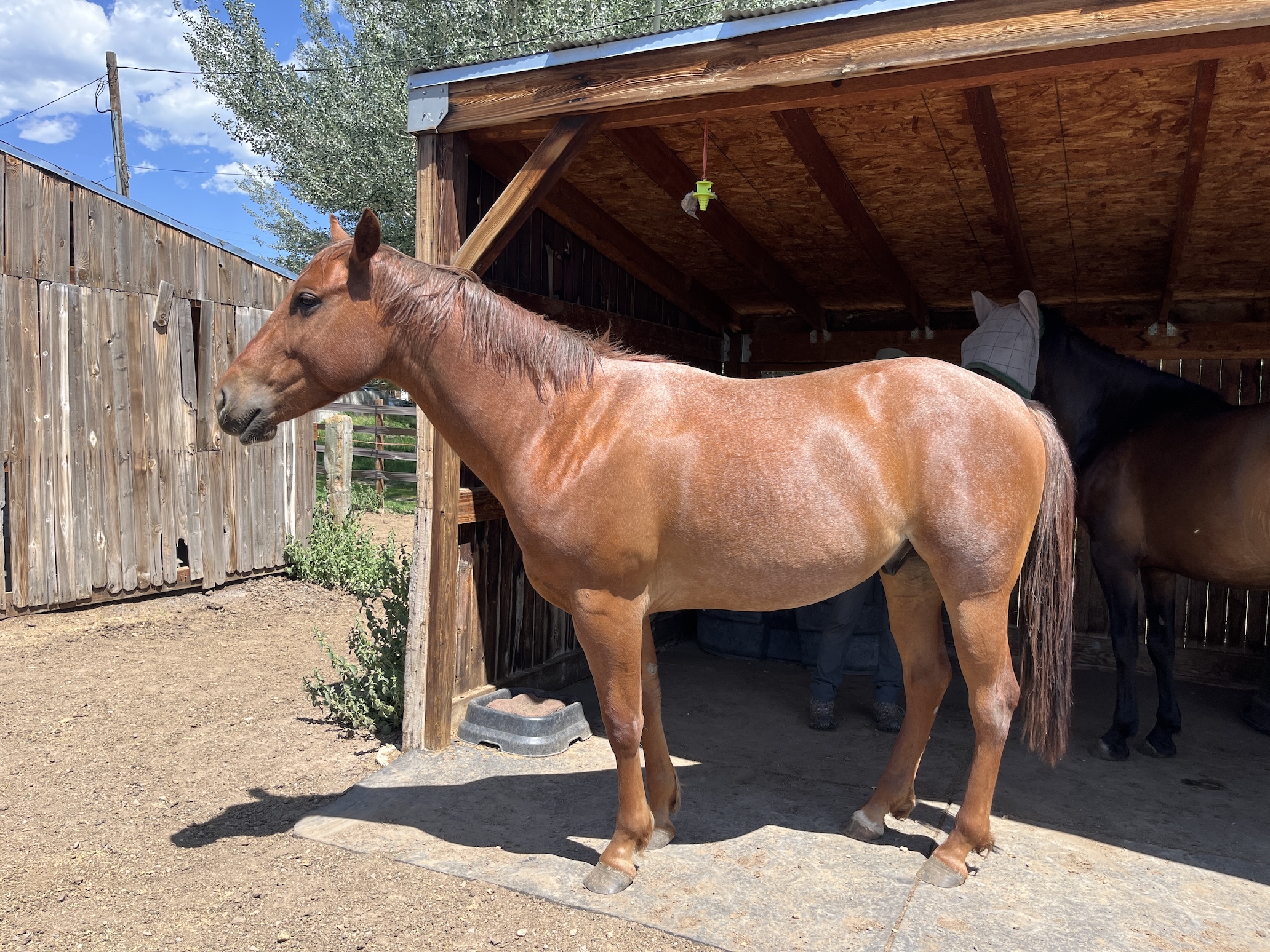 Adoptable horse Laura Lee