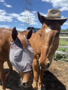 Two adoptable horses wearing hats