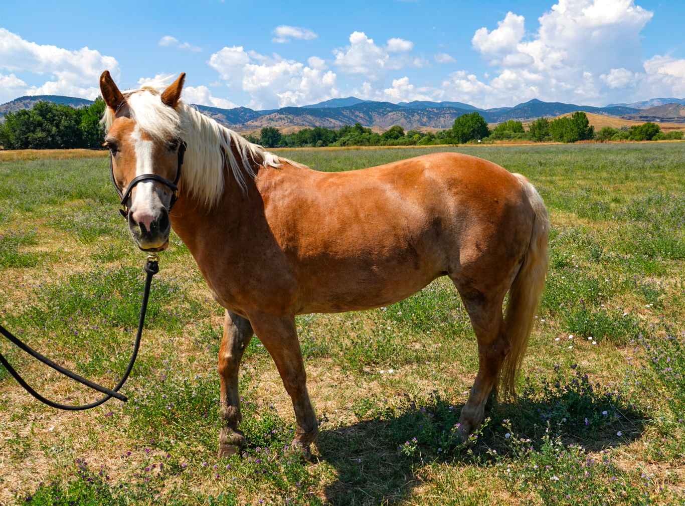 Adoptable horse Laura Lee