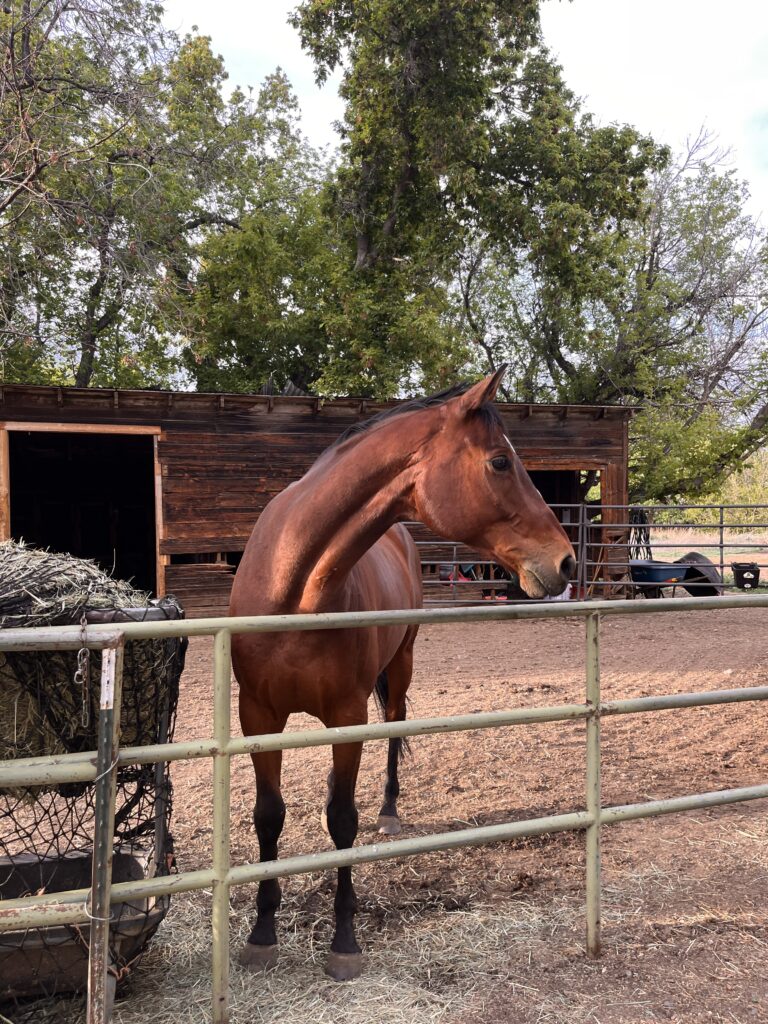 Upton, rideable and adoptable