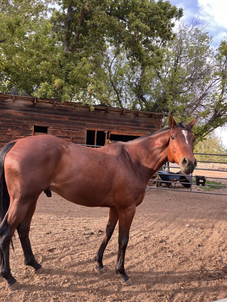 Upton, adoptable and rideable