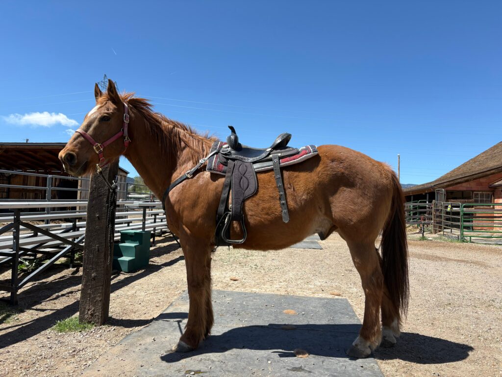 Wacko Saddled and ready to ride